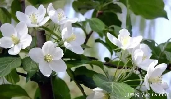 北美海棠介绍与常见海棠品种(图6)