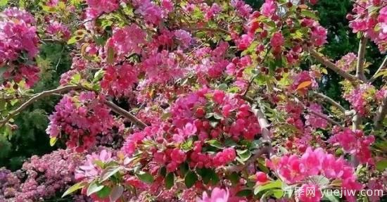 北美海棠介绍与常见海棠品种(图8)