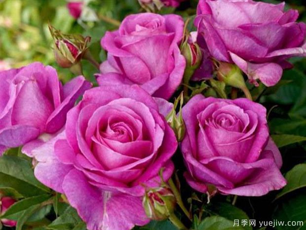 月季简介，形态特征，繁育栽培，月季传说(图1)