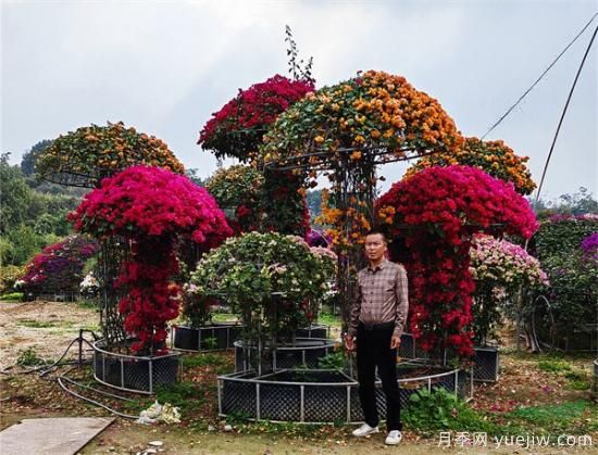 福建漳州三角梅产业兴盛 冬日三角梅姹紫嫣红(图3)