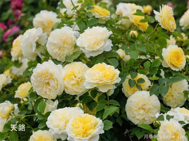 4个经典黄色月季品种多季开花，个个大奖在手(图2)