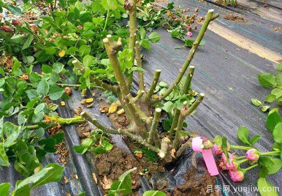 1月雨雪连绵，月季还能冬剪吗？会不会伤流？(图1)