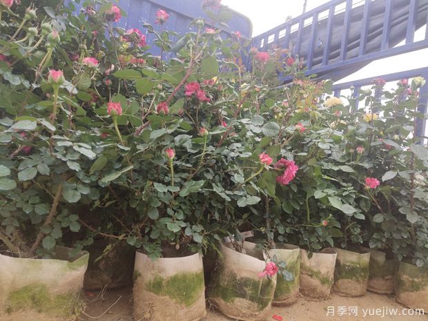 冬天养盆栽月季容易黄叶萎蔫的原因(图1)