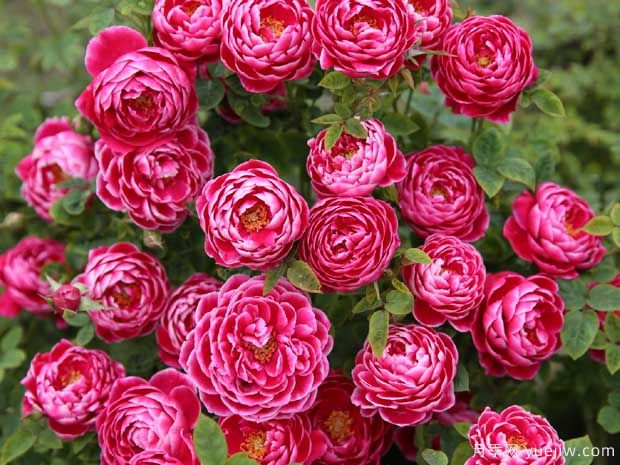 4个双色月季，妖而不艳，一眼难忘(图2)