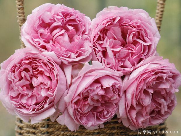 伊芙光月季的优缺点是什么？(图1)