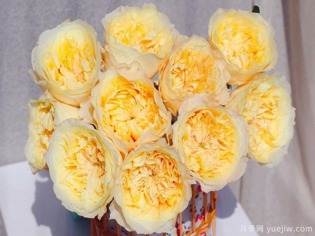 舒芙蕾月季/曙光女神月季(图2)