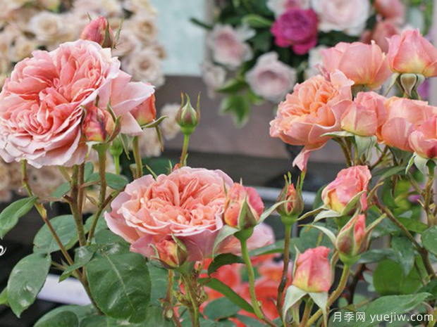 煎饼磨坊月季/加莱特磨坊月季(图3)