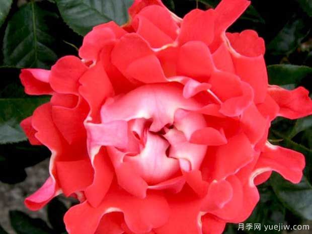 糖果波浪月季/糖果褶边月季(图1)