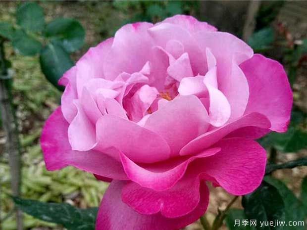 光明知更鸟月季(图2)