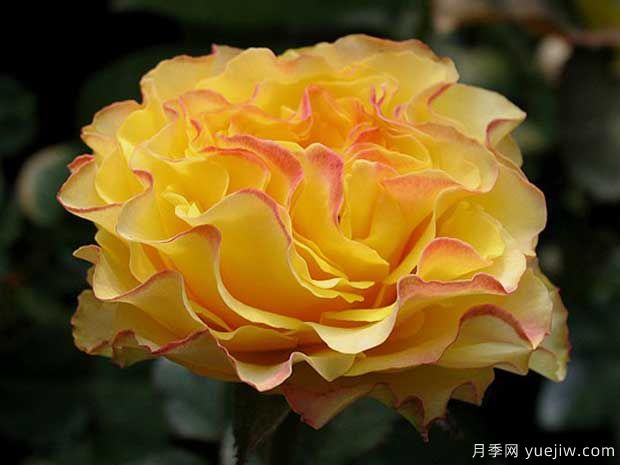 黄舞裙月季/黄色拉康帕内拉舞裙月季La Campanella Yellow(图1)