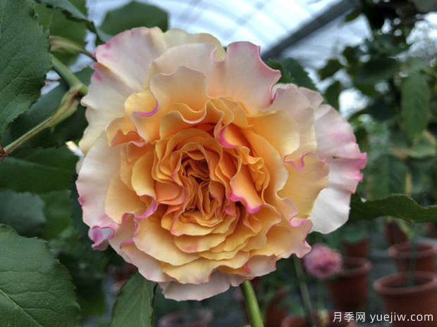 黄舞裙月季/黄色拉康帕内拉舞裙月季La Campanella Yellow(图2)