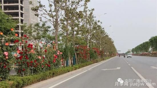 百万月季进城，南阳全力以赴创建国家生态园林城市(图2)