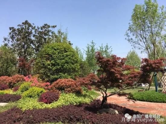 百万月季进城，南阳全力以赴创建国家生态园林城市(图4)