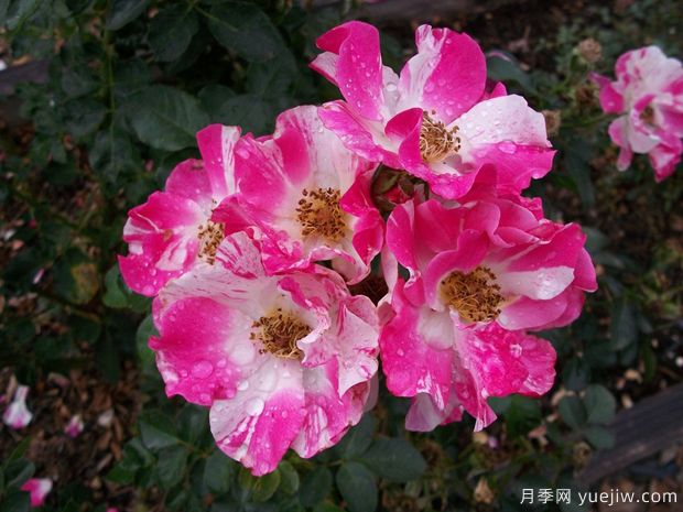 布娃娃月季的优缺点是什么？(图1)