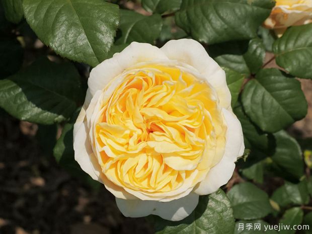 月色浪漫月季的优缺点是什么?(图1) 月色浪漫月季的优缺点是什么?(图1)