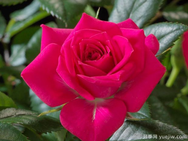 推荐8款宝石月季品种，每一款都优秀，还有浓香超美的(图1)