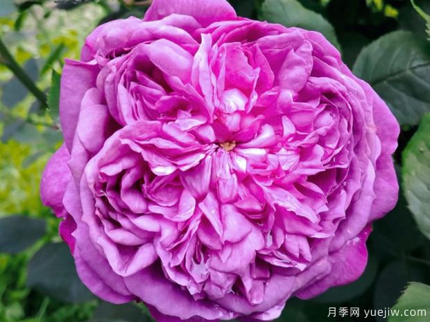 紫罗兰皇后月季/雷内的紫罗兰(图1)