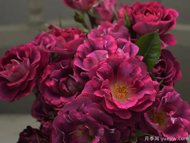 瓦莱塔月季(图2)