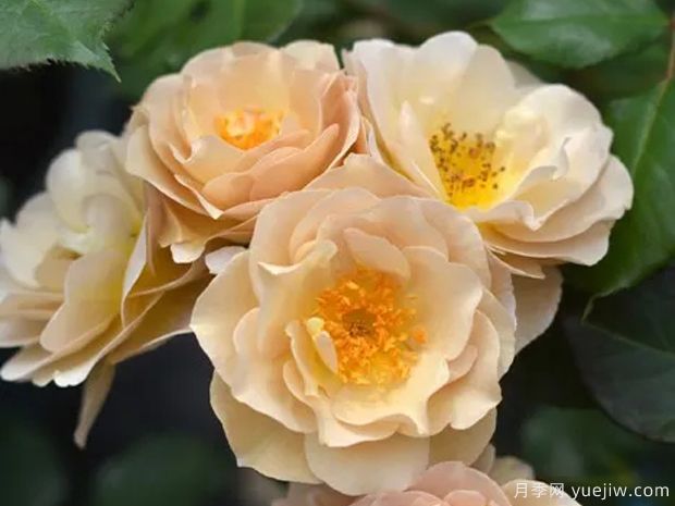 纺锤月季的优缺点是什么？(图1)