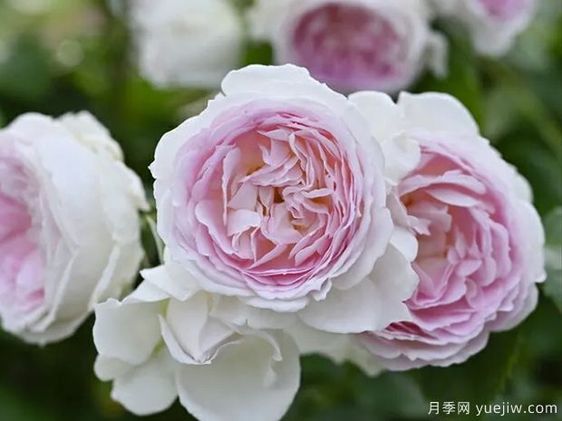 爱的颜色月季的优缺点是什么？(图1)