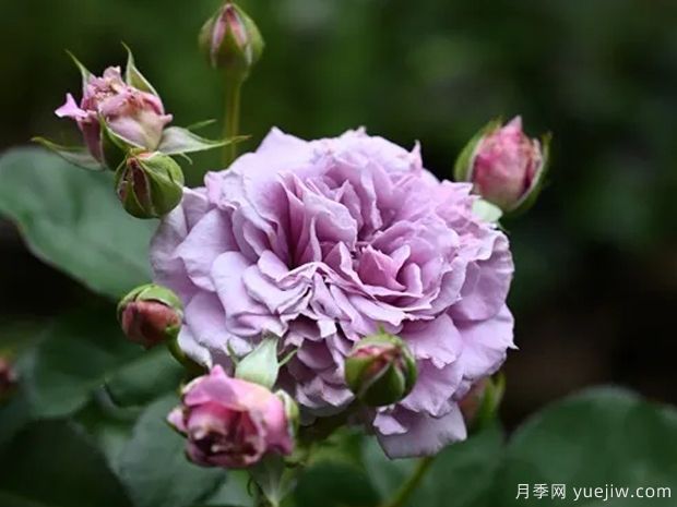 柯林克莱文月季(图2)