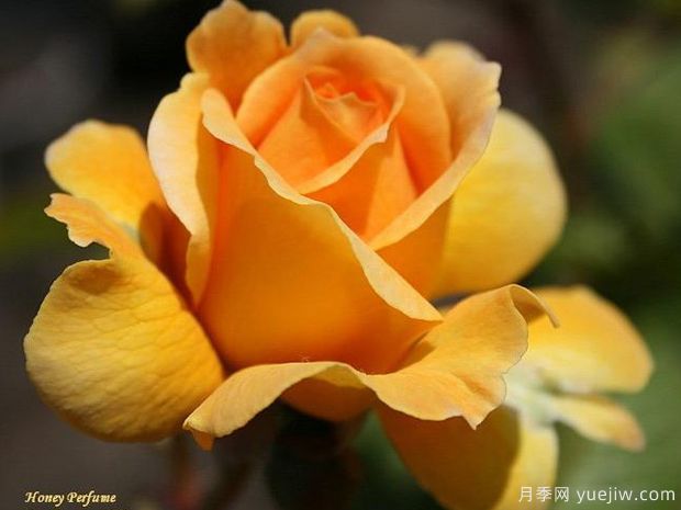 甜蜜香水月季的优缺点是什么？(图1)