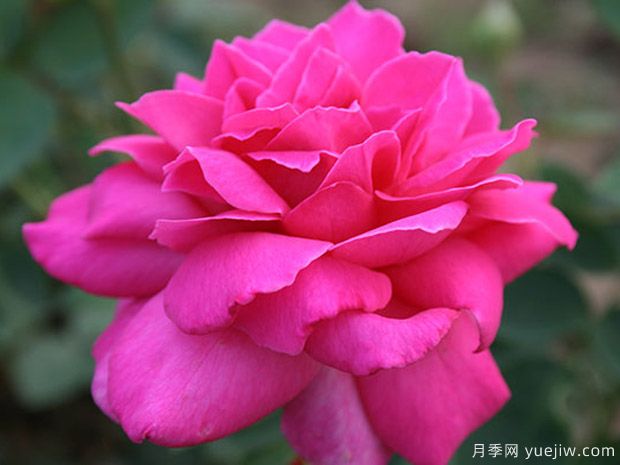 园林绿化工程常用大花月季品种介绍(图6)