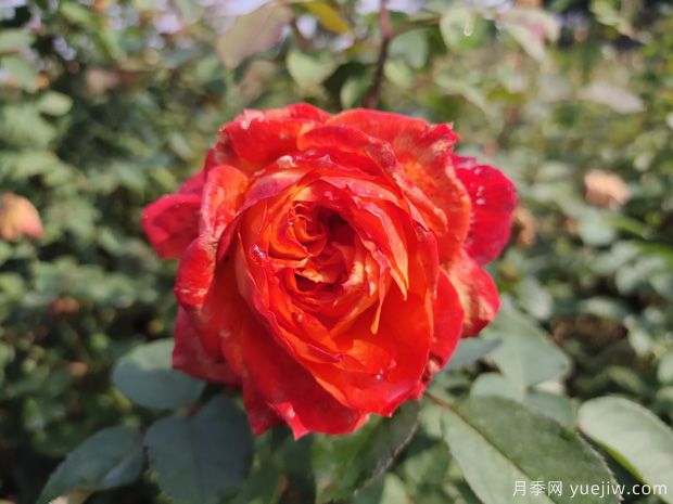 园林绿化工程常用大花月季品种介绍(图11)