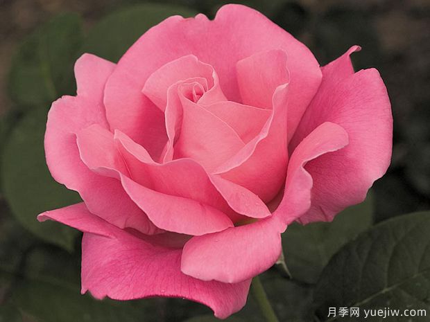 园林绿化工程常用大花月季品种介绍(图8)