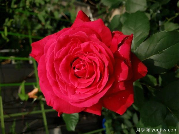 园林绿化工程常用大花月季品种介绍(图9)