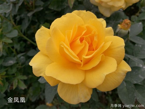 园林绿化工程常用大花月季品种介绍(图10)