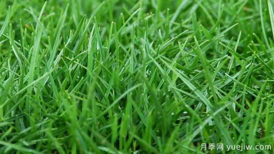 最全常用草坪品种、优点缺点和施工要点(图2)