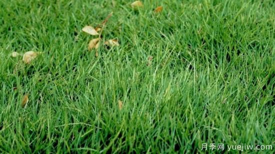 最全常用草坪品种、优点缺点和施工要点(图5)