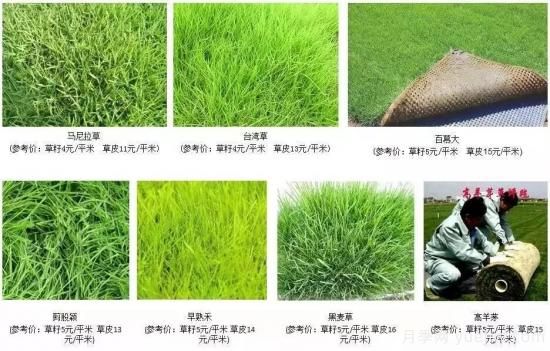 最全常用草坪品种、优点缺点和施工要点(图7)