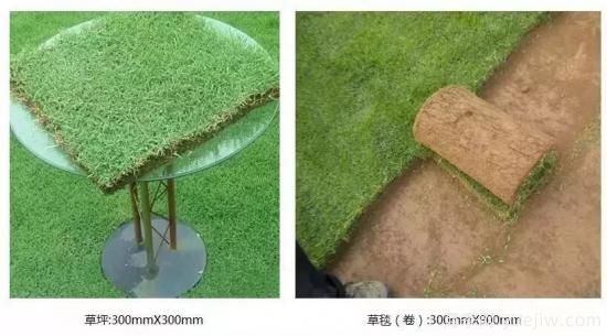最全常用草坪品种、优点缺点和施工要点(图8)