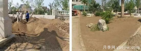 最全常用草坪品种、优点缺点和施工要点(图10)