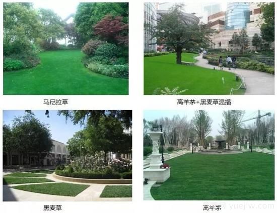 最全常用草坪品种、优点缺点和施工要点(图9)