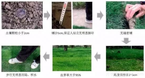 最全常用草坪品种、优点缺点和施工要点(图13)