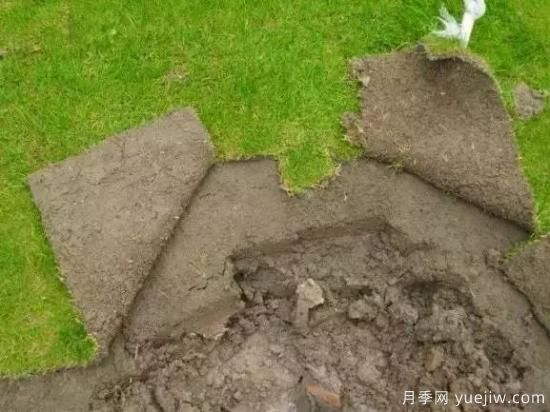 最全常用草坪品种、优点缺点和施工要点(图14)