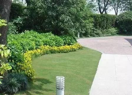 最全常用草坪品种、优点缺点和施工要点(图15)