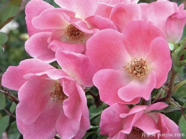 丰花月季与普通月季有什么区别(图2)