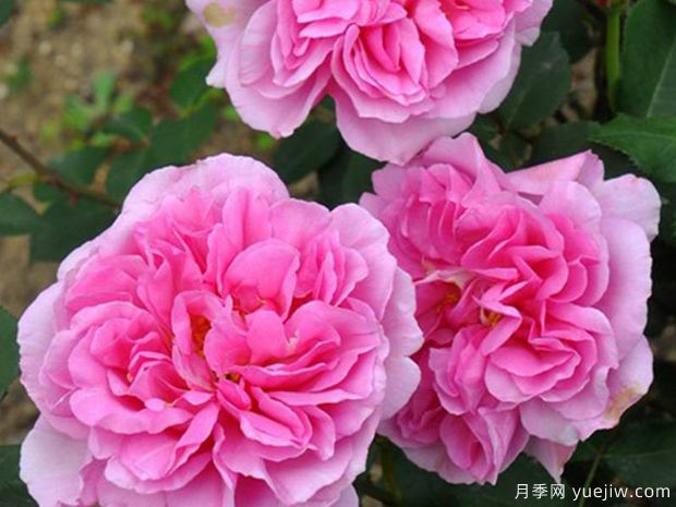 丰花月季与普通月季有什么区别(图1)