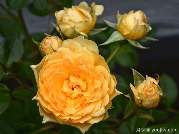 伊迪丝情人月季/伊迪丝宝贝月季(图1)