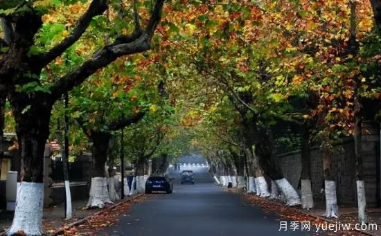 12个月份的园林设计与养护技术要点(图6)