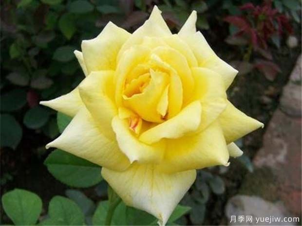 金不换月季/凯司郎森/皇帝的救赎(图3)