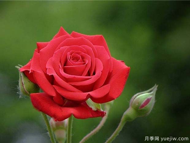 中国红月季雅苏娜的优缺点是什么？(图1)