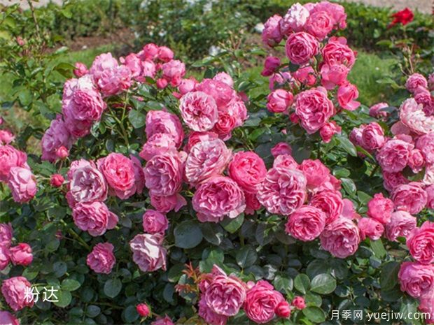 2025年热门20个经典藤本月季品种，喜欢做月季花墙(图19)