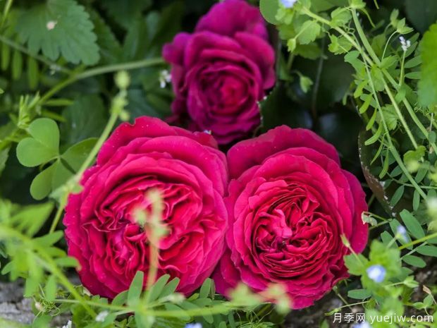 推荐5个抗病性强的藤本月季品种，新手轻松种植(图5)