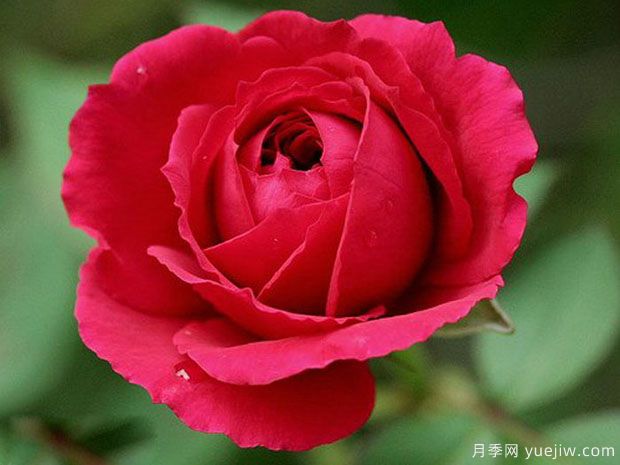 12个永远系列月季品种，开花勤不占地，小阳台首推(图3)