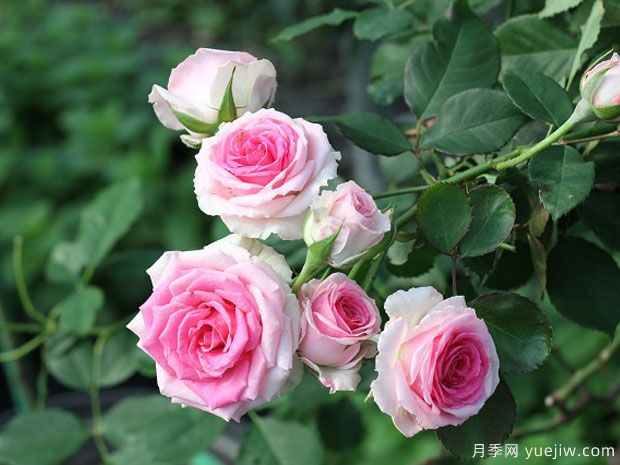 藤本小伊甸园月季的优缺点是什么？(图1)